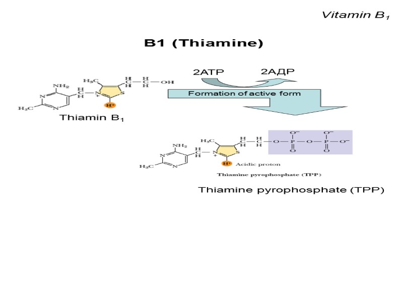 Vitamin B1 В1 (Thiamine)     Formation of active form 2АТP 2АДP